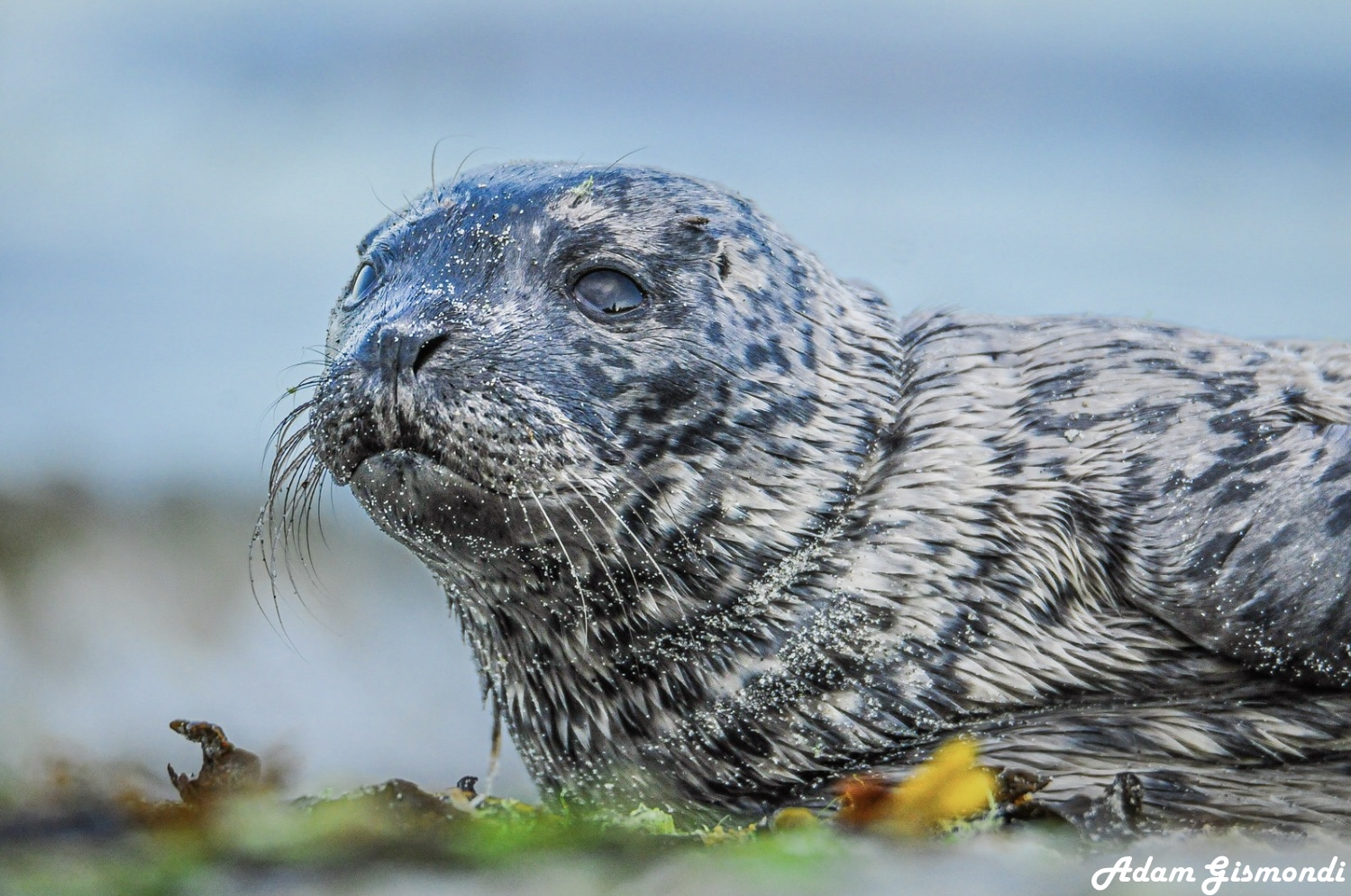 Wildlife 3